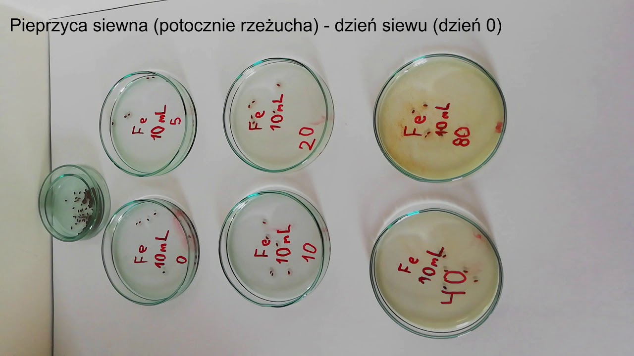 Pieprzyca siewna (rzeżucha) - wzrost przy r&oacute;żnym stężeniu żelaza.