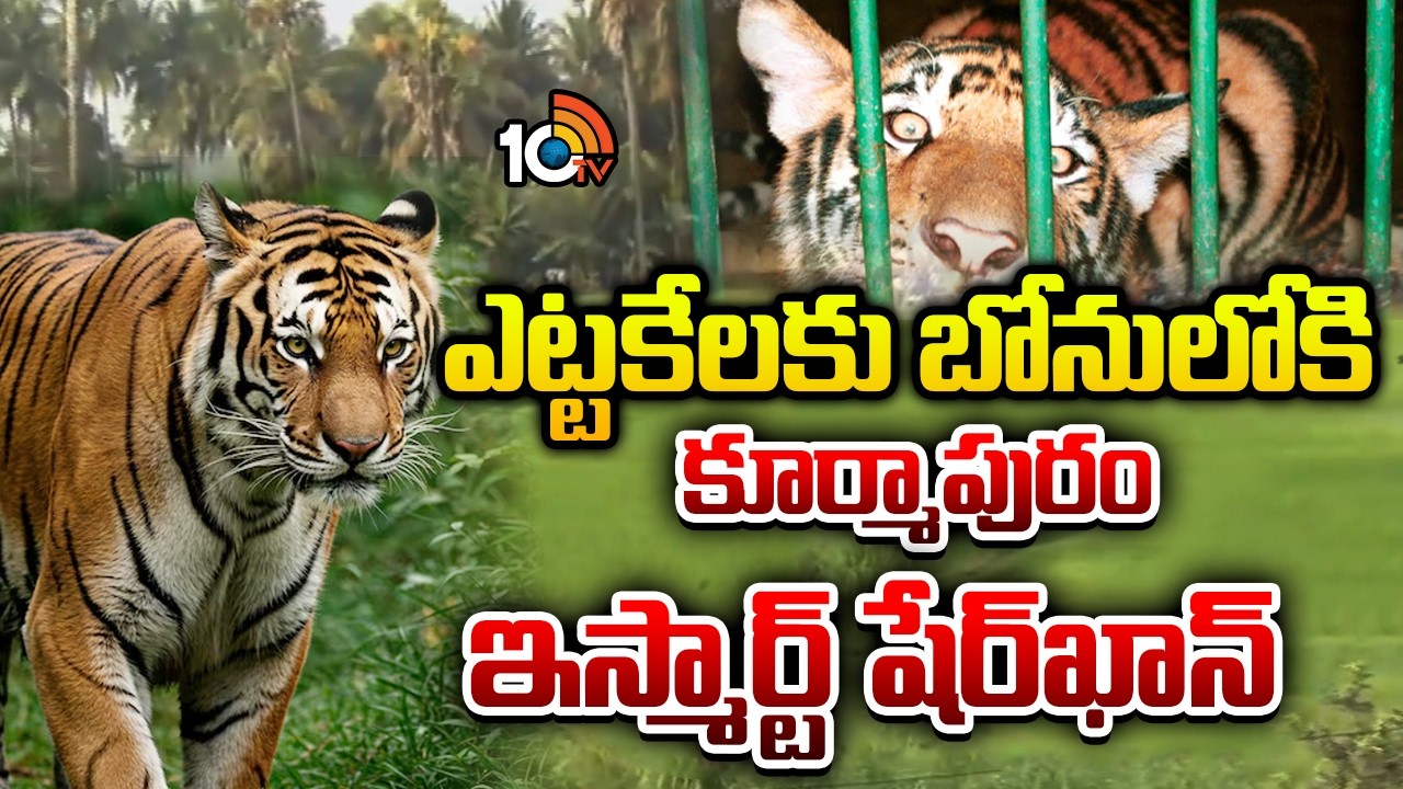 ఎట్టకేలకు పట్టుకున్న కూర్మాపురం ఇస్మార్ట్ షేర్‎‎ఖాన్ | Tiger captured in West Godavari | 10TV