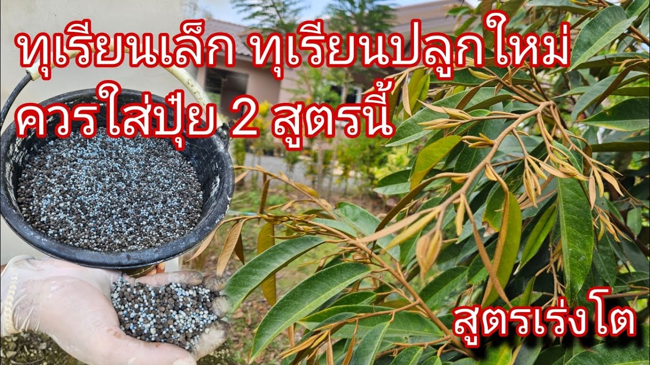 2​ สูตรปุ๋ย​ทุเรียนเร่งโต​ ใส่ช่วงไหนทุเรียนก็โตเร็ว