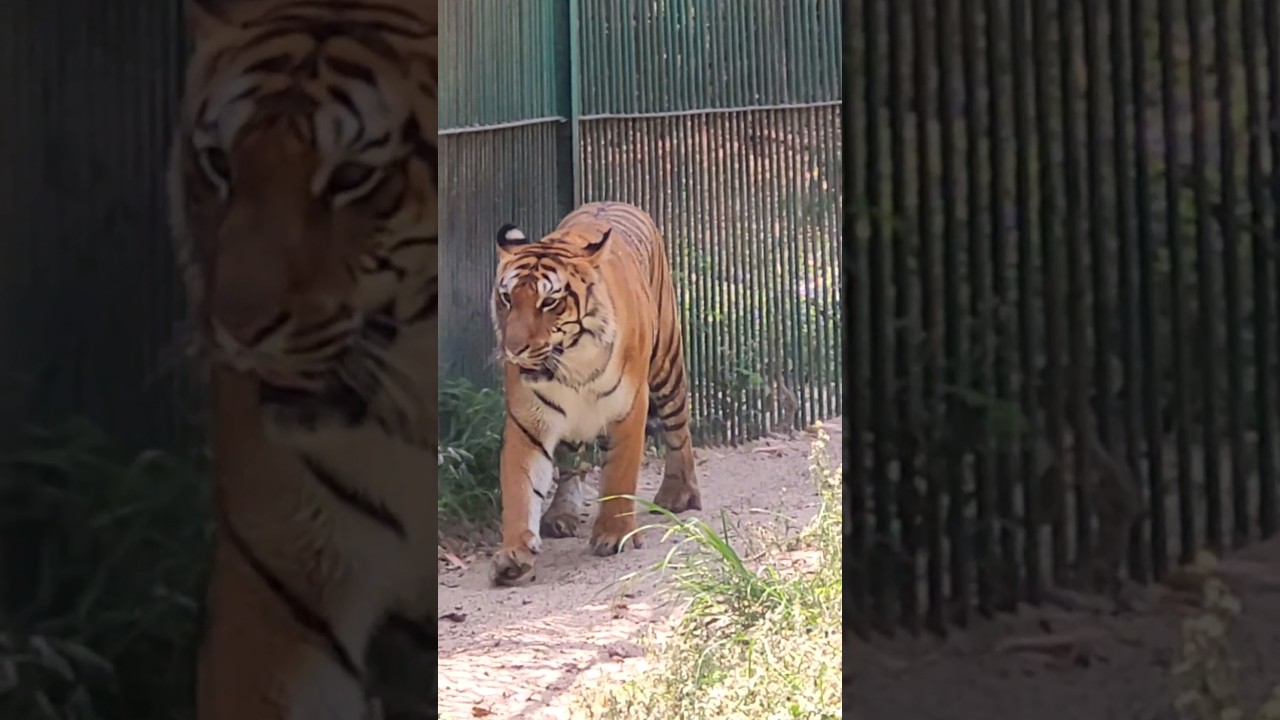 Lucknow zoo - places to visit in lucknow | Lucknow zoo tour lucknow tourist places #lucknow