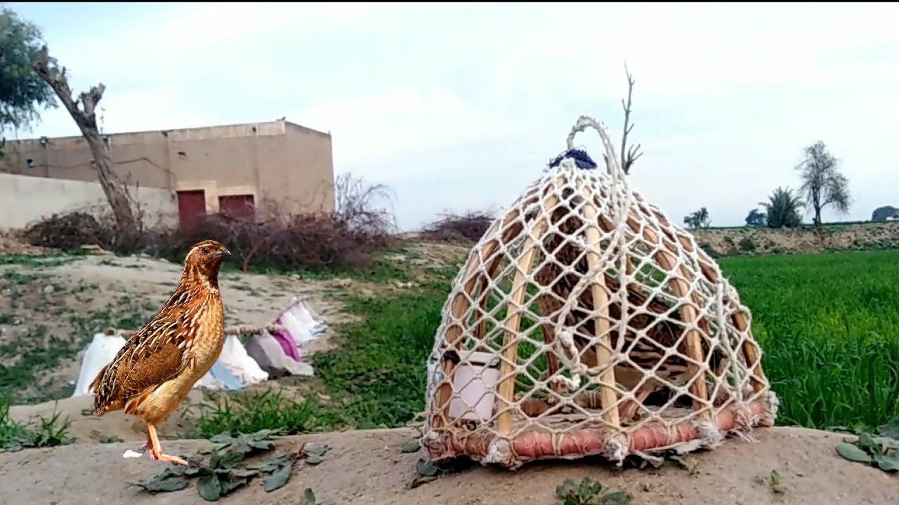 Batair ki awaz | batair awaz | batair bolara | quail sound | common quail sound