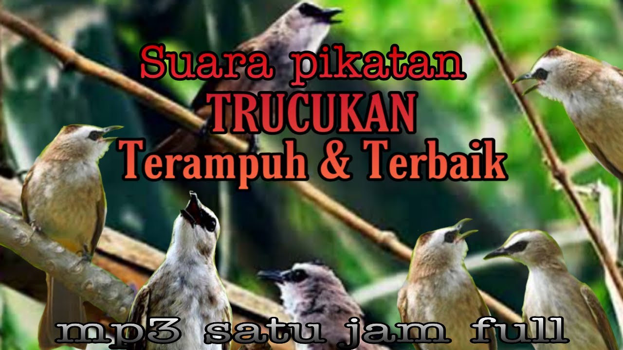 suara pikatan trucukan ter ampuh MP3 terbaik full 1 jam