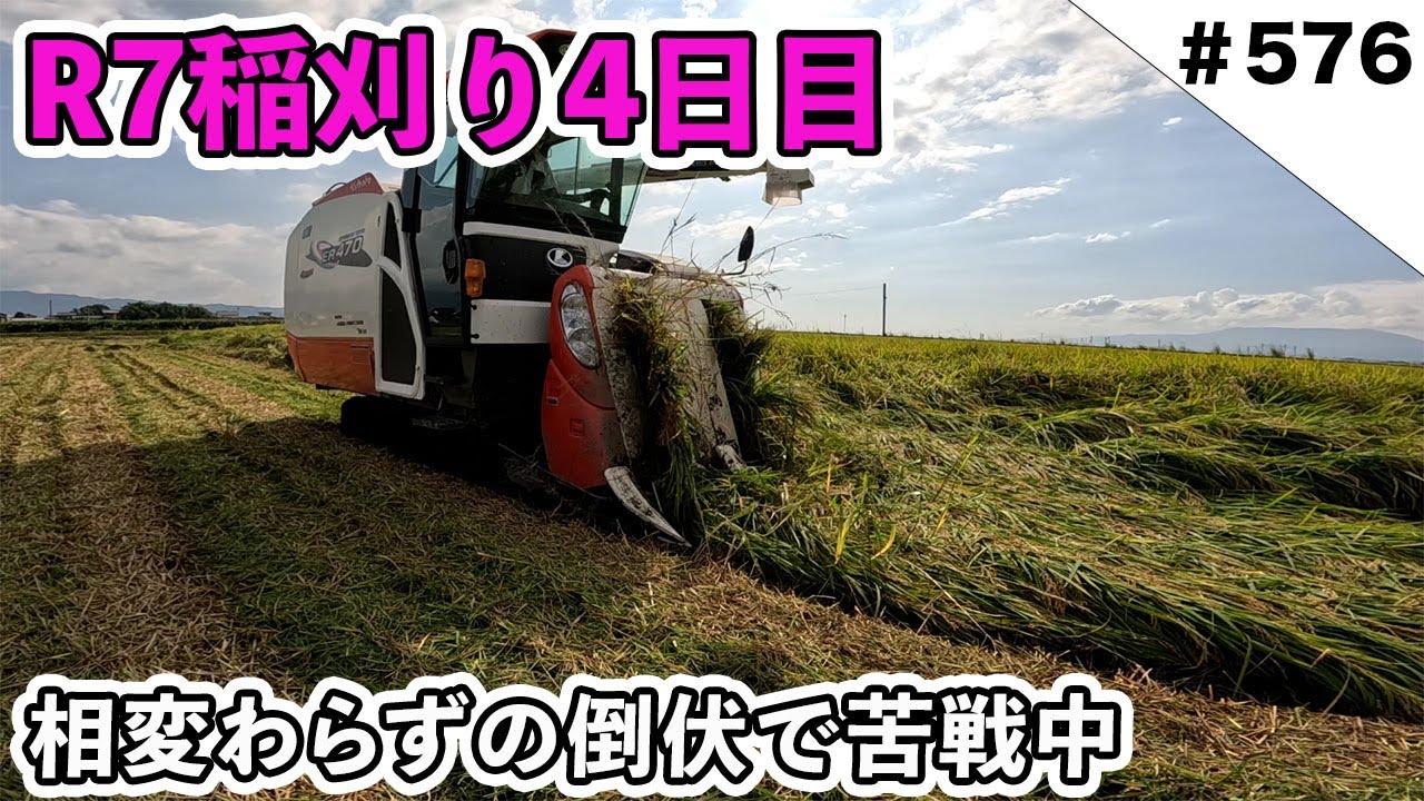 R7年稲刈り4日目　相変わらず倒伏で苦戦してます