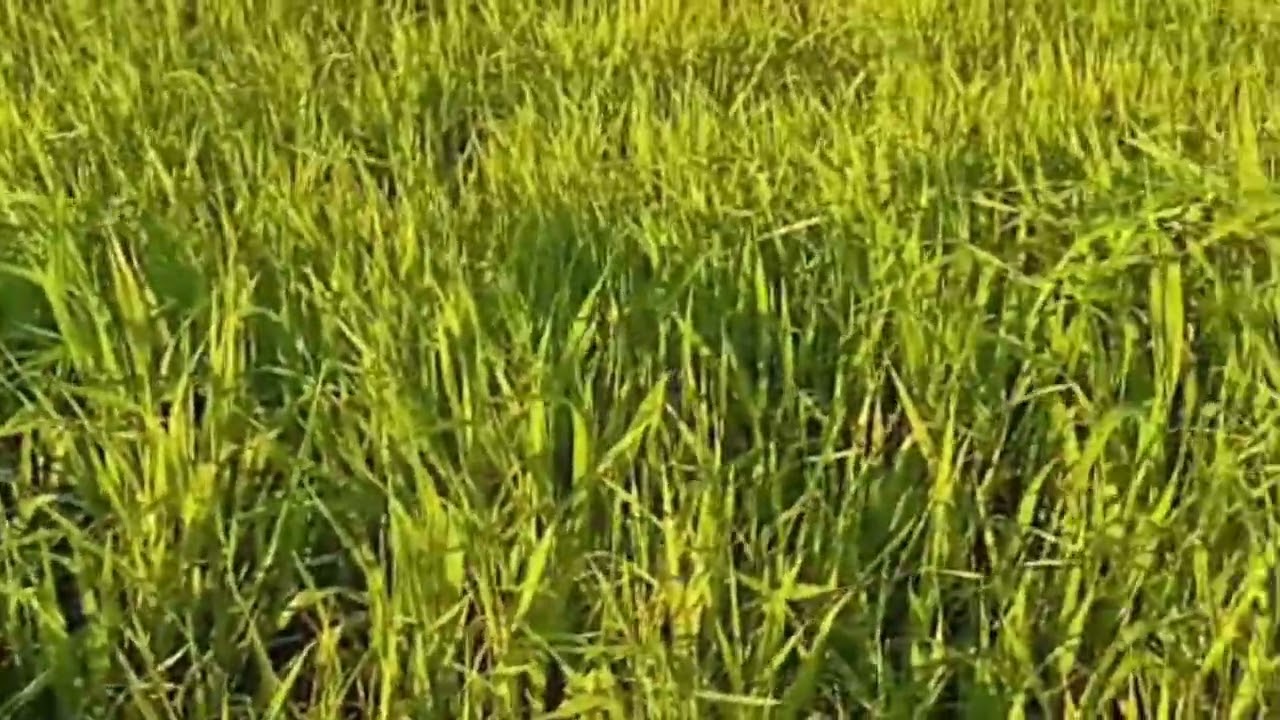 فيديو جديد من منطقة الشياظمة 😍