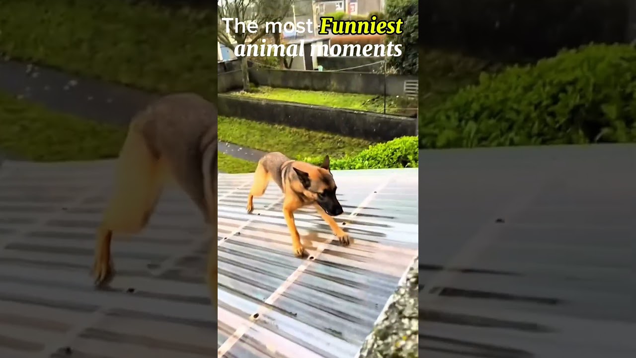 The funniest animal moments 