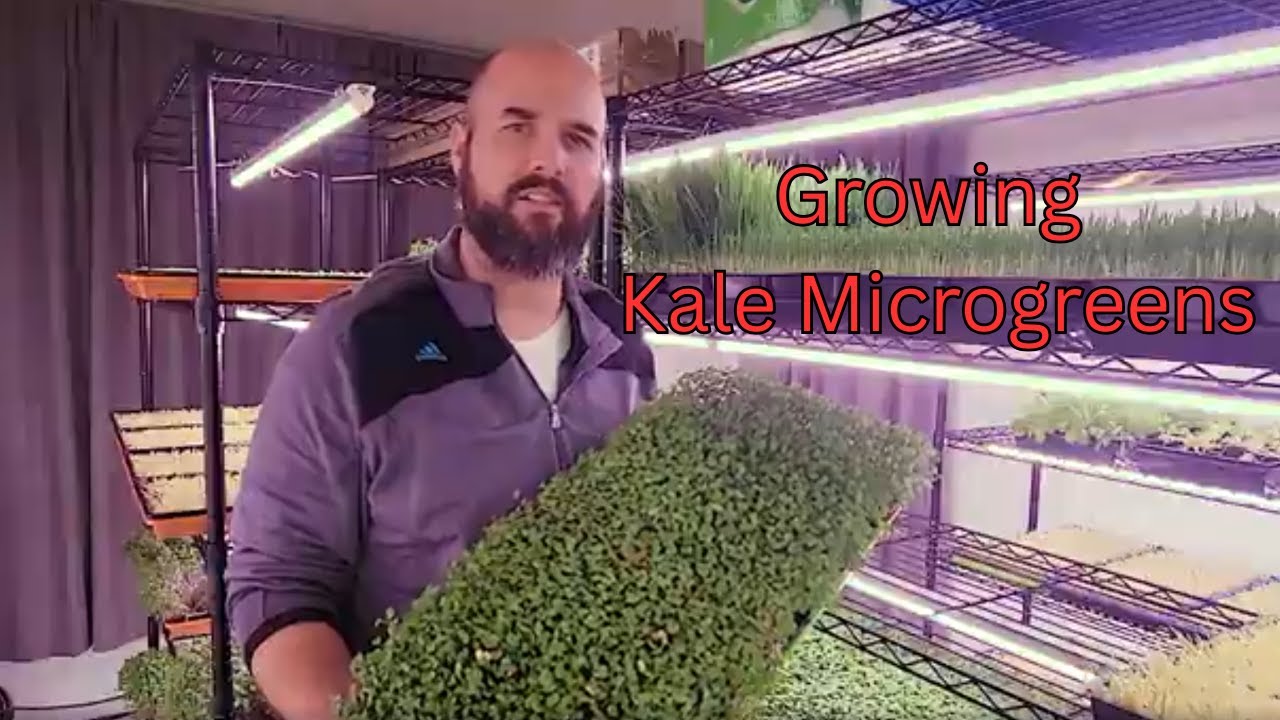 Kale Microgreens (How to grow) Red Russian Kale