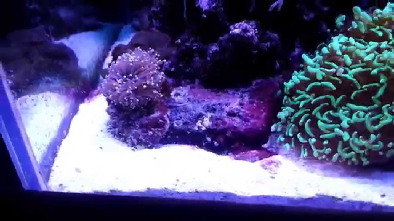 Vinegar dosing day 40