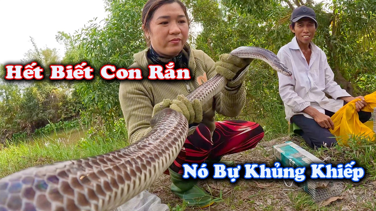 Trong Đời Mới Gặp Con RẮN LỚN Cở Này ? Khiếp Thật # CSBR # 467