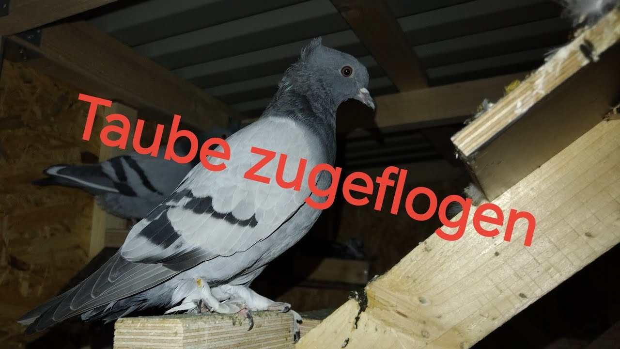 Hier geht mir eine fremde Taube in den Taubenschlag! Habicht wird sich freuen 🦅🕊️🤙
