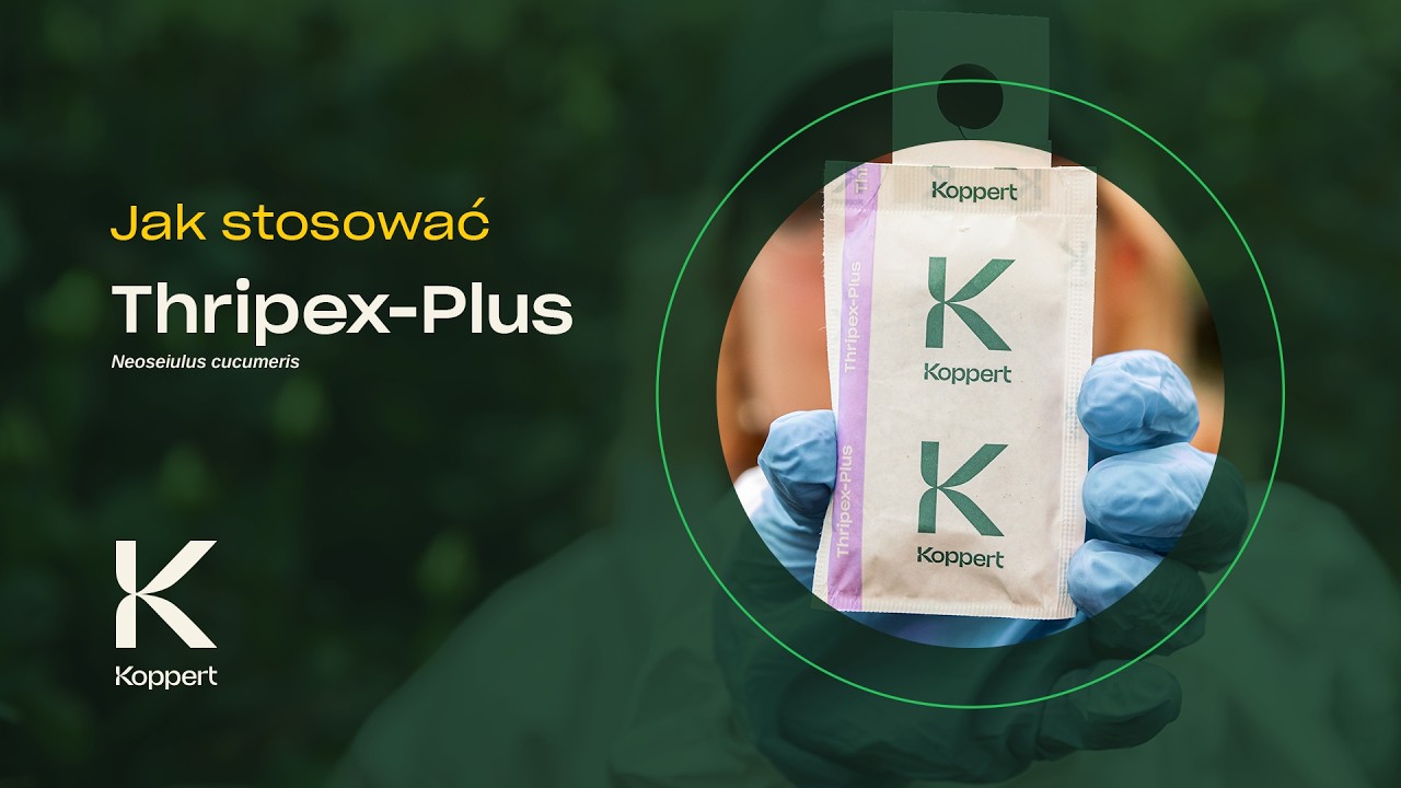 Jak stosować Thripex-Plus | Koppert Polska