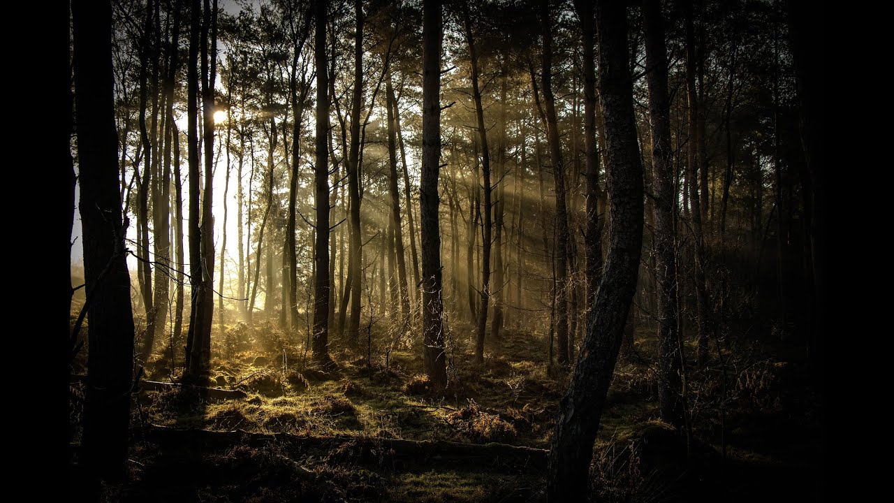 Morning in The Forest Relaxing Sounds