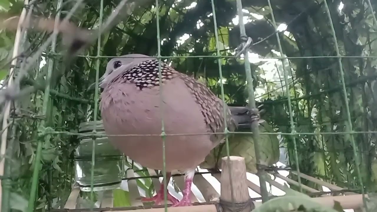 ঘুঘু পাখি ডাক 