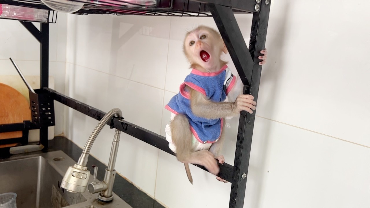 Baby Monkey Tauch Is Free To Explore At Kitchen Near Mom Cleaning