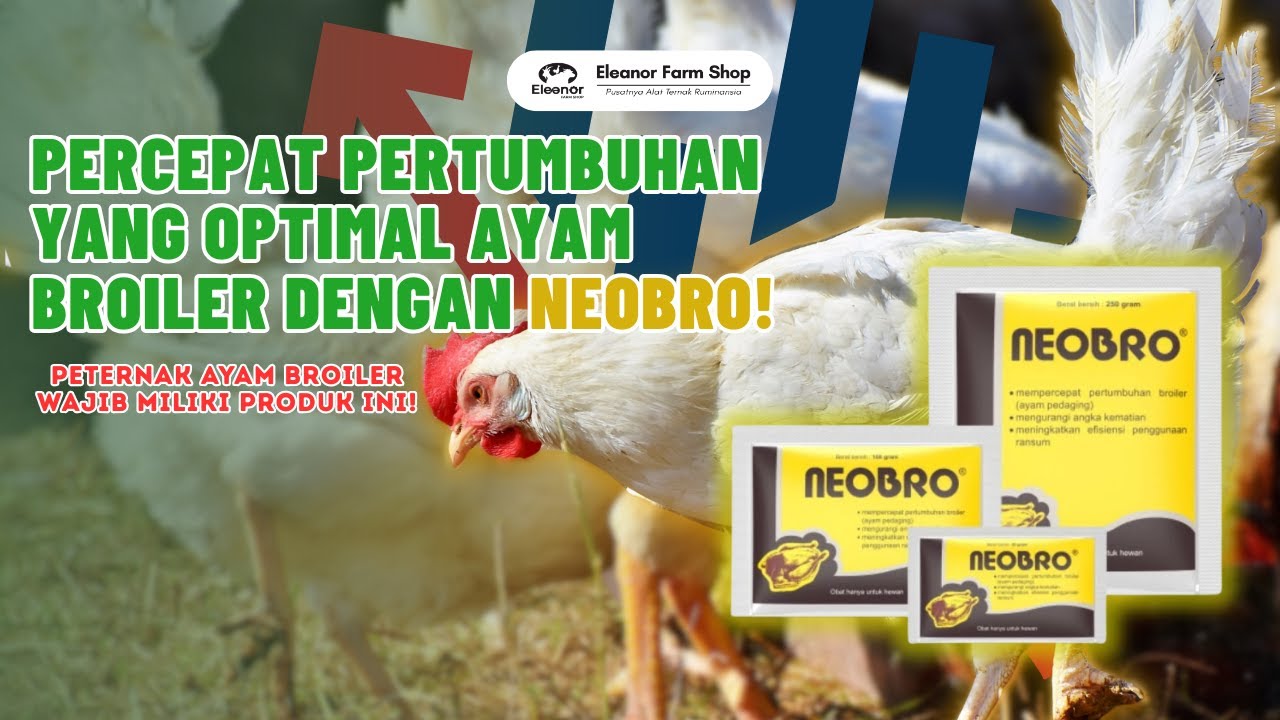 {Program MMM} Mbak Mawar Menjelaskan Fungsi penting Neobro untuk Pertumbuhan Cepat Ayam Broiler