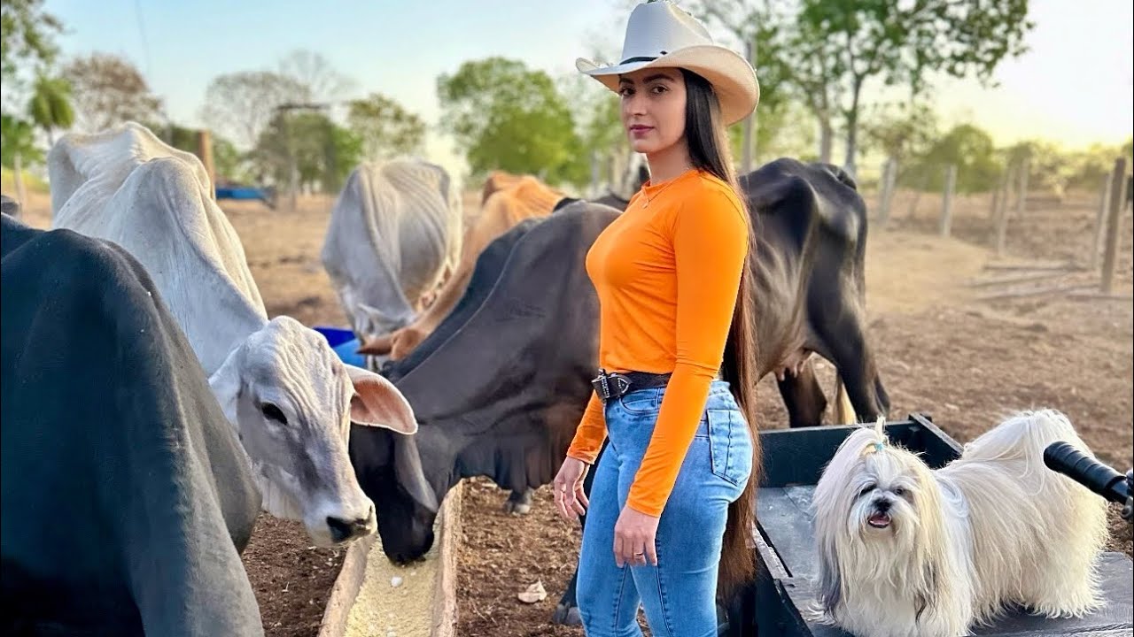 Tratando do gado🤠