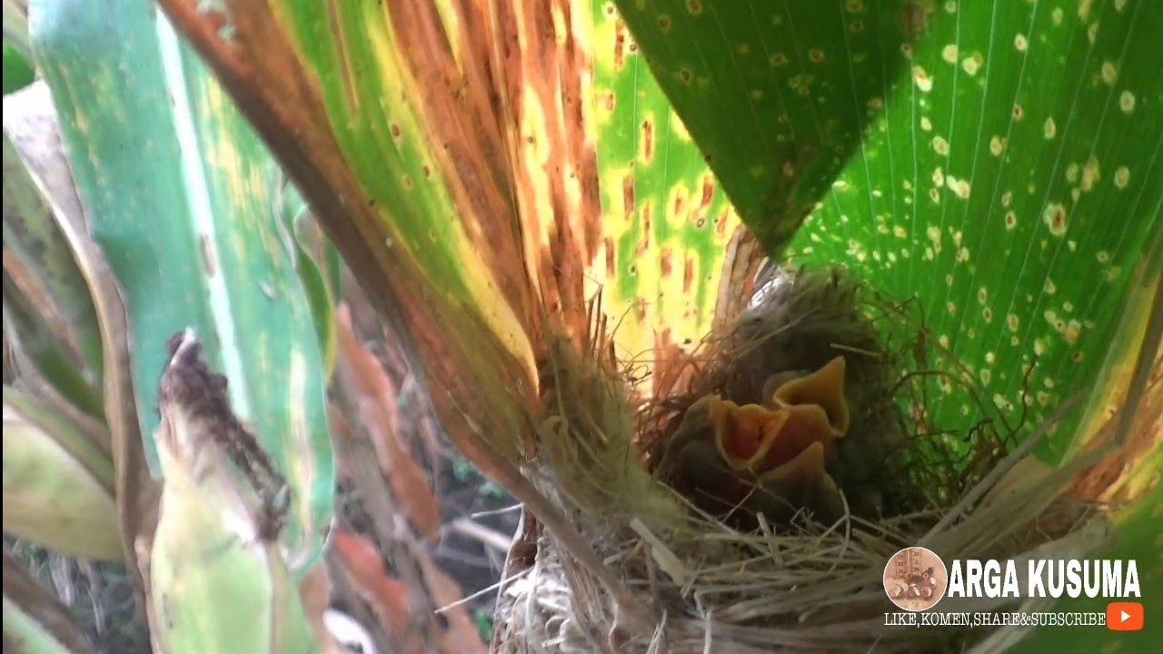 DAPAT BEBERAPA SARANG BURUNG DI SAWAH 