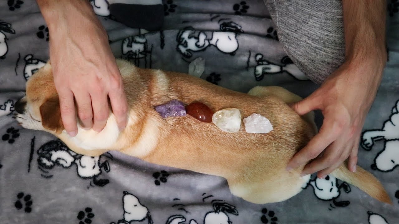 Energy Massage On My Dog (ASMR)