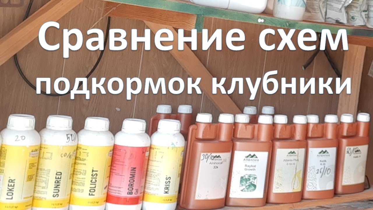 Клери - 26,2 т/га. Итоги эксперимента в Абинском районе