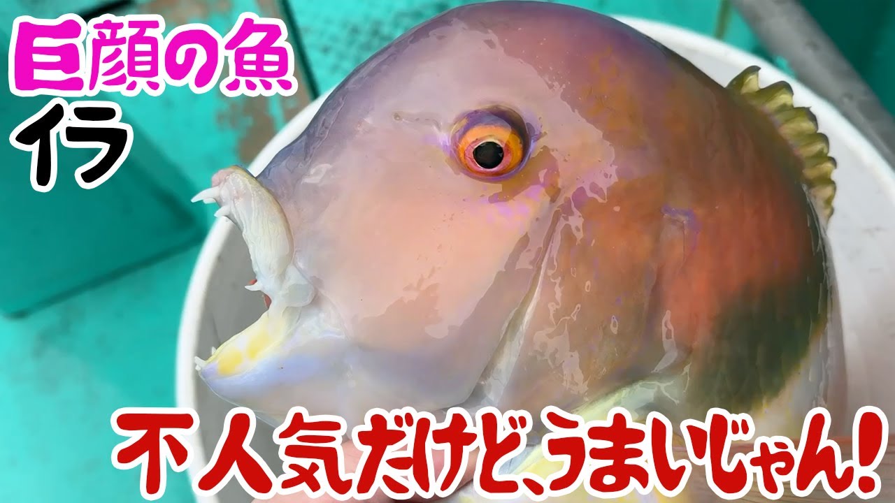巨顔の魚イラ、不人気だけどうまいじゃん！