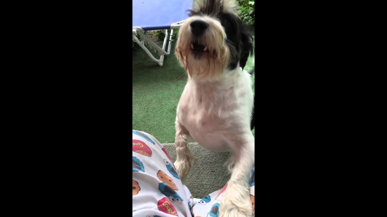 Moo Moo, ferocious Lover