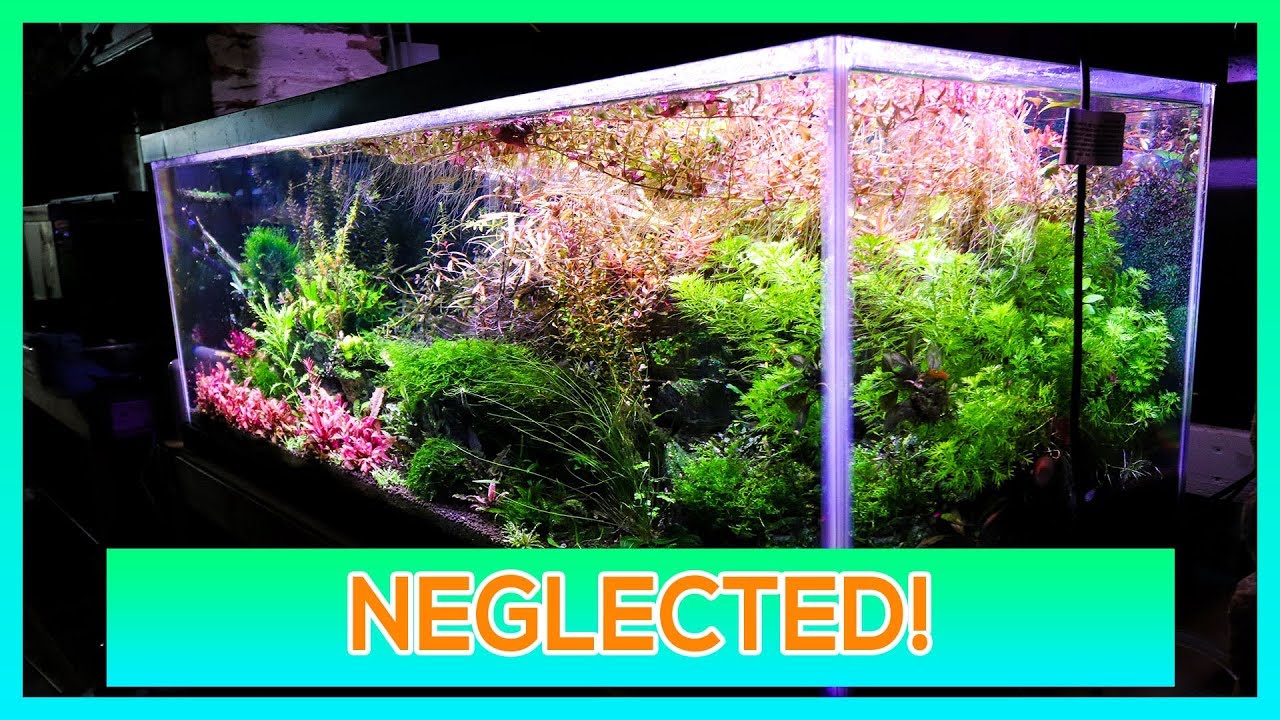 TRIMMING NEGLECTED PLANTED AQUARIUM