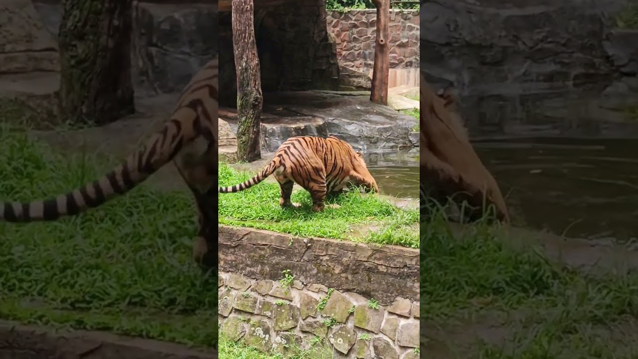 Ngeri !! Harimau nya mau lompat keluar di kebun binatang bandung zoo Sabtu 03 Januari 2026 jam 12.57