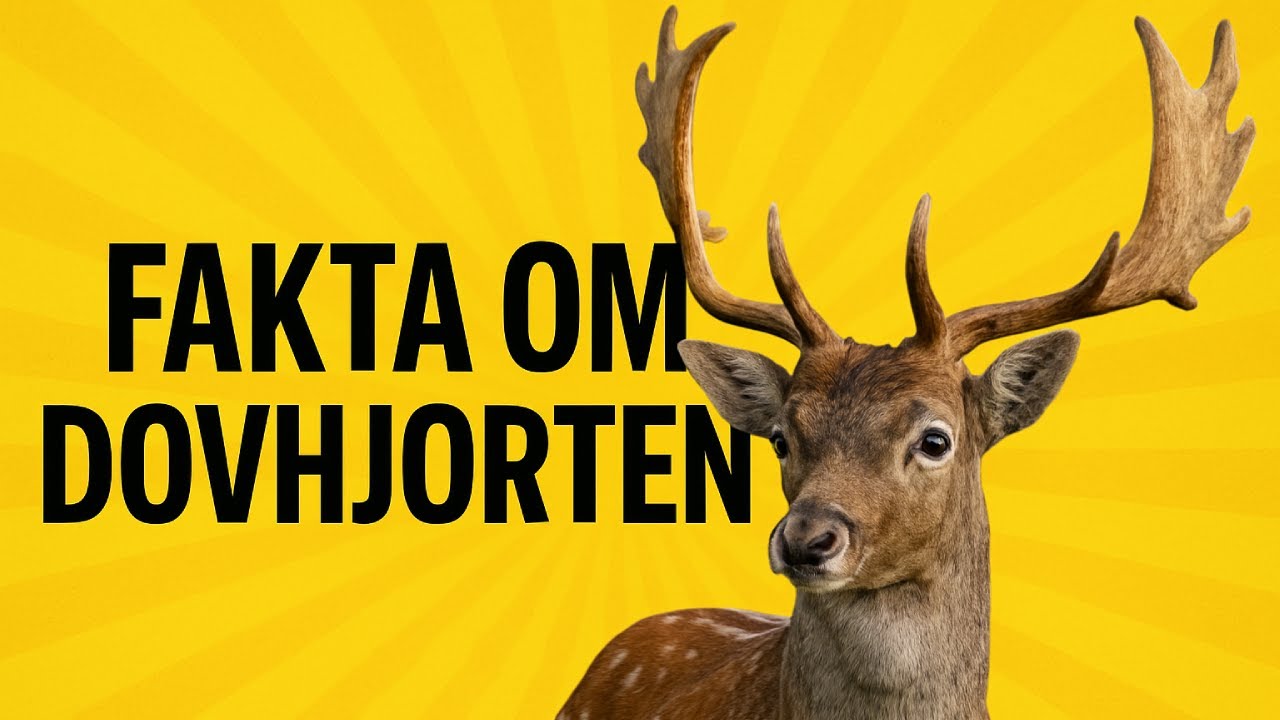 Fakta om dovhjorten: Sveriges eleganta skogsprinsessa 🦌🌟