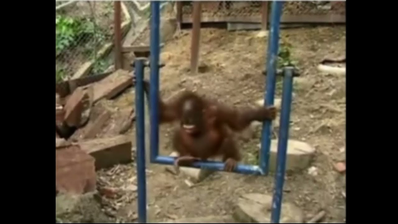 Crying baby orangutan gets hurt by itself