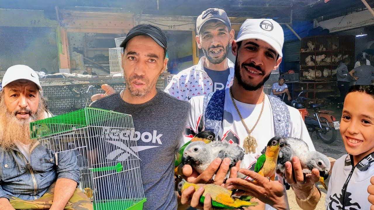 سوق القريعة للطيور السبت 2024🇲🇦  فراخ الحسون  فراخ الدجاج الوطواط خير موجود