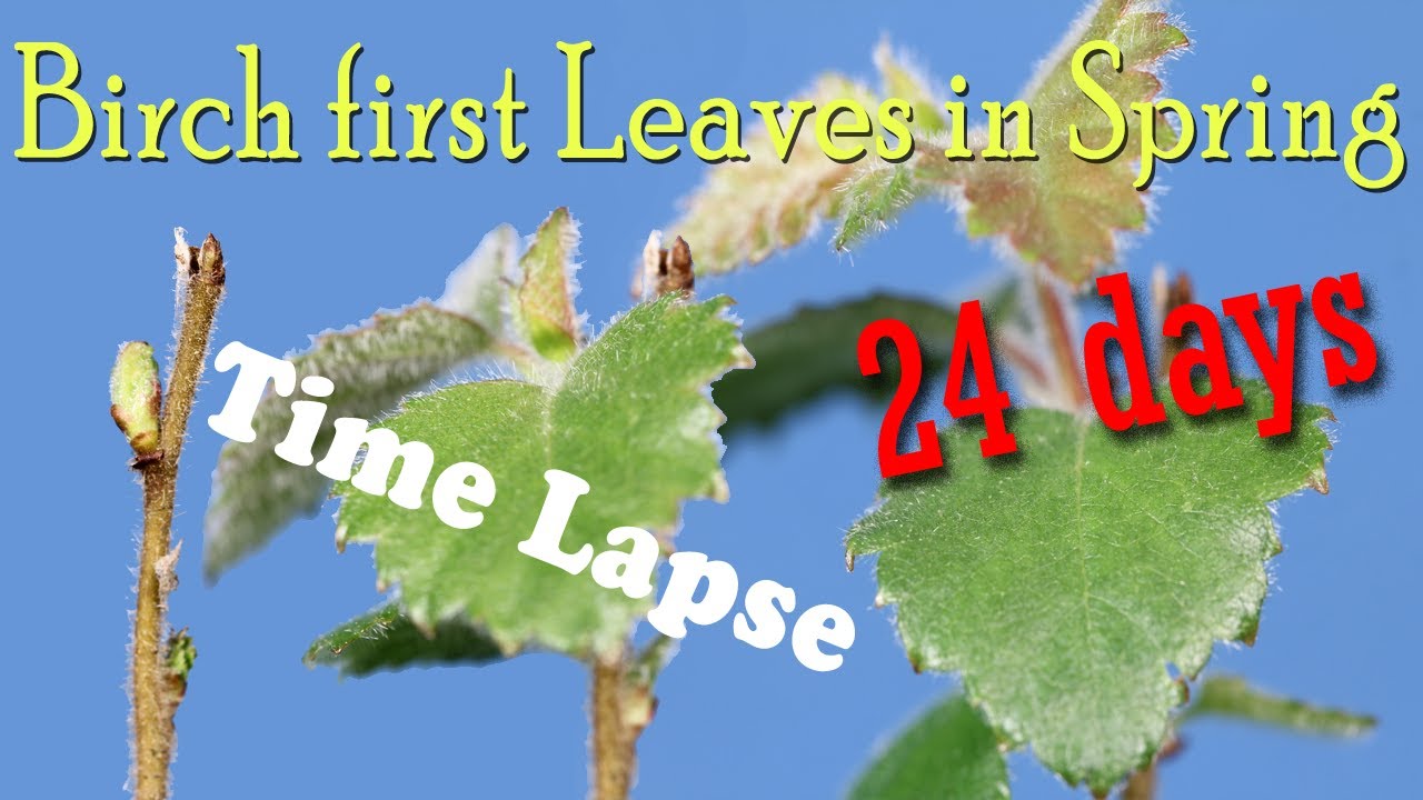 Time-Lapse: First leaves in spring of young Birch in Macro