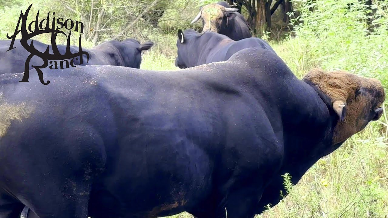 MASHONA BULL WARS OF 2024