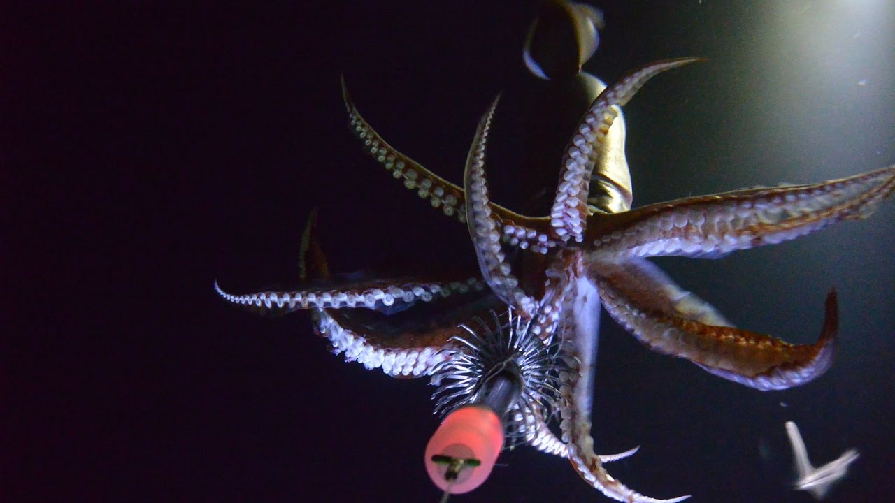 Squid World - EPS 1 - Totani giganti - PESCA TV 236 SKY 2016