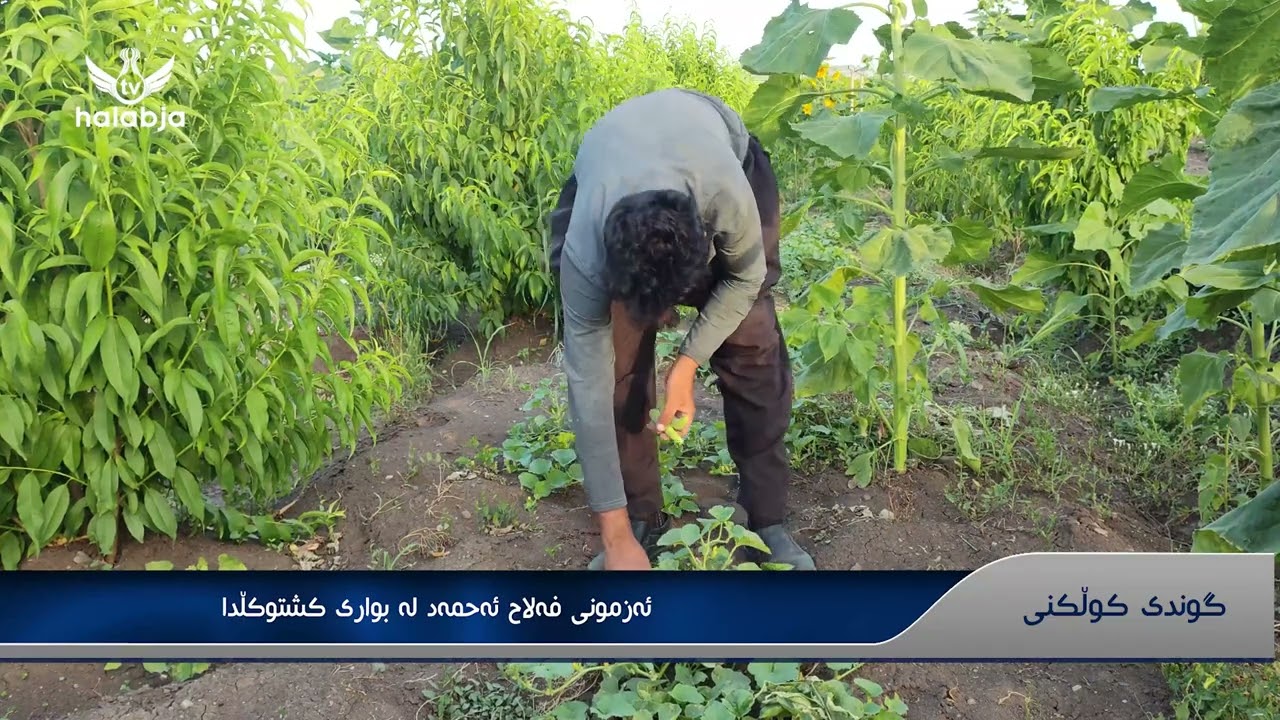 ئەزموونی فەلاح ئەحمەد لە بواری کشتوکاڵدا