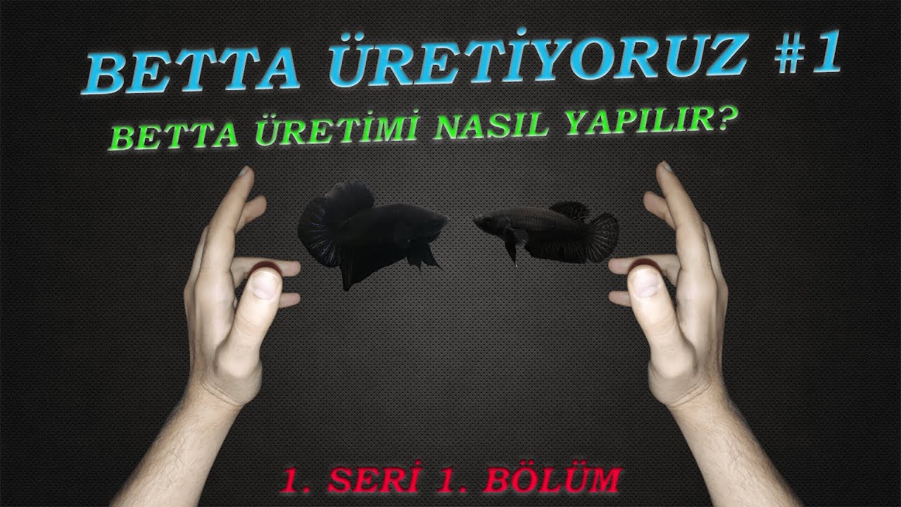 Evde beta üretimi! Betta nasıl üretilir? Betta üretiyoruz #1