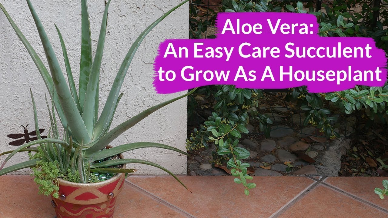 Aloe Vera: An Easy Care Succulent To Grow As A Houseplant / Joy Us Garden