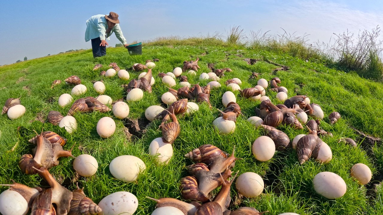 Amazing Giant Snail Harvest: Thousands of Eggs!