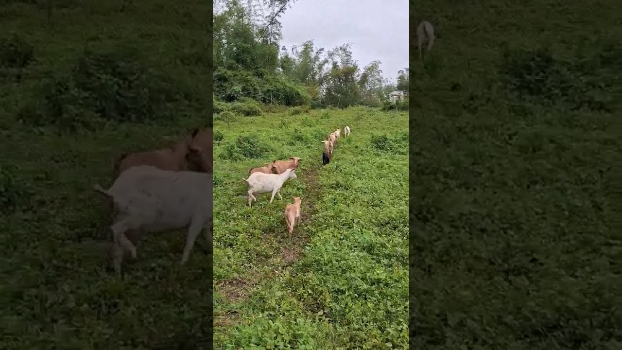 #goatfarming #goat #farming #farmer