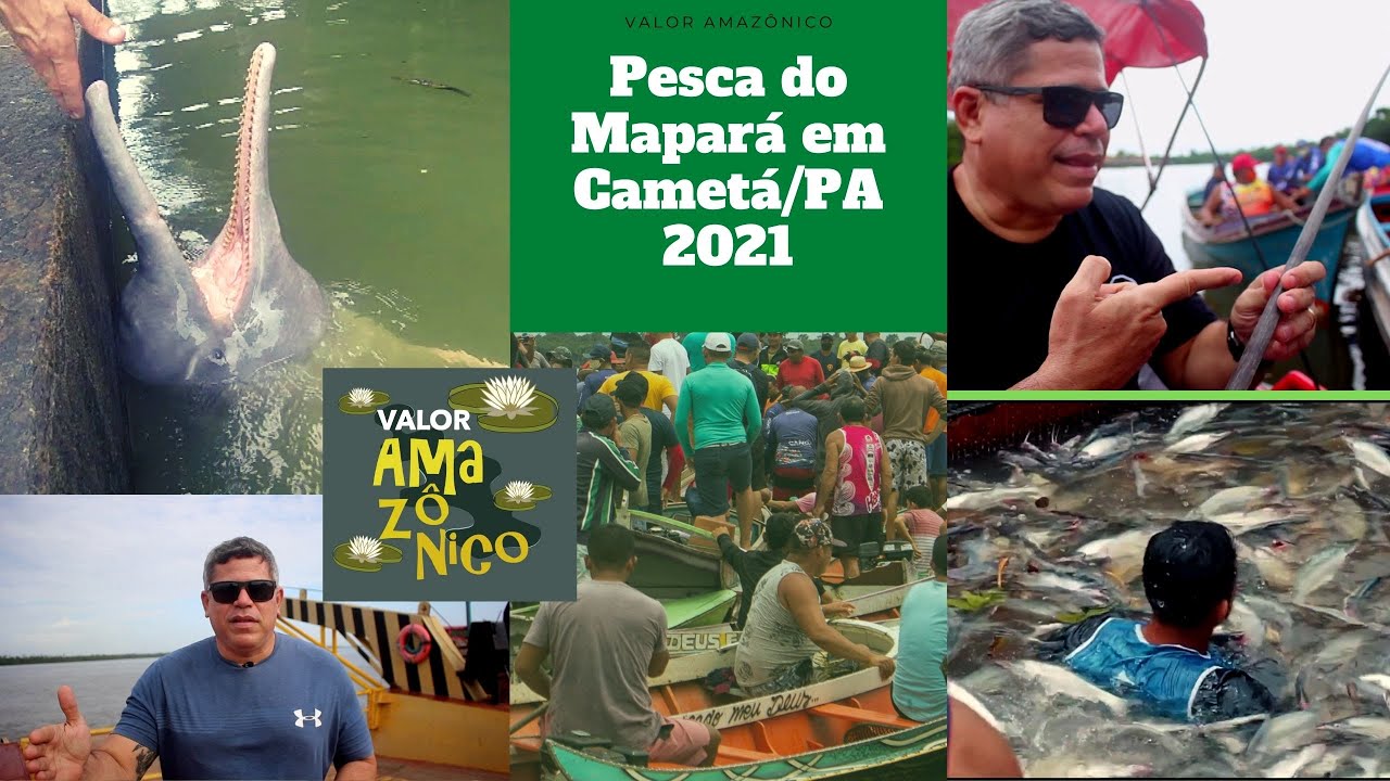 Pesca do Mapará em Cametá:PA 2021