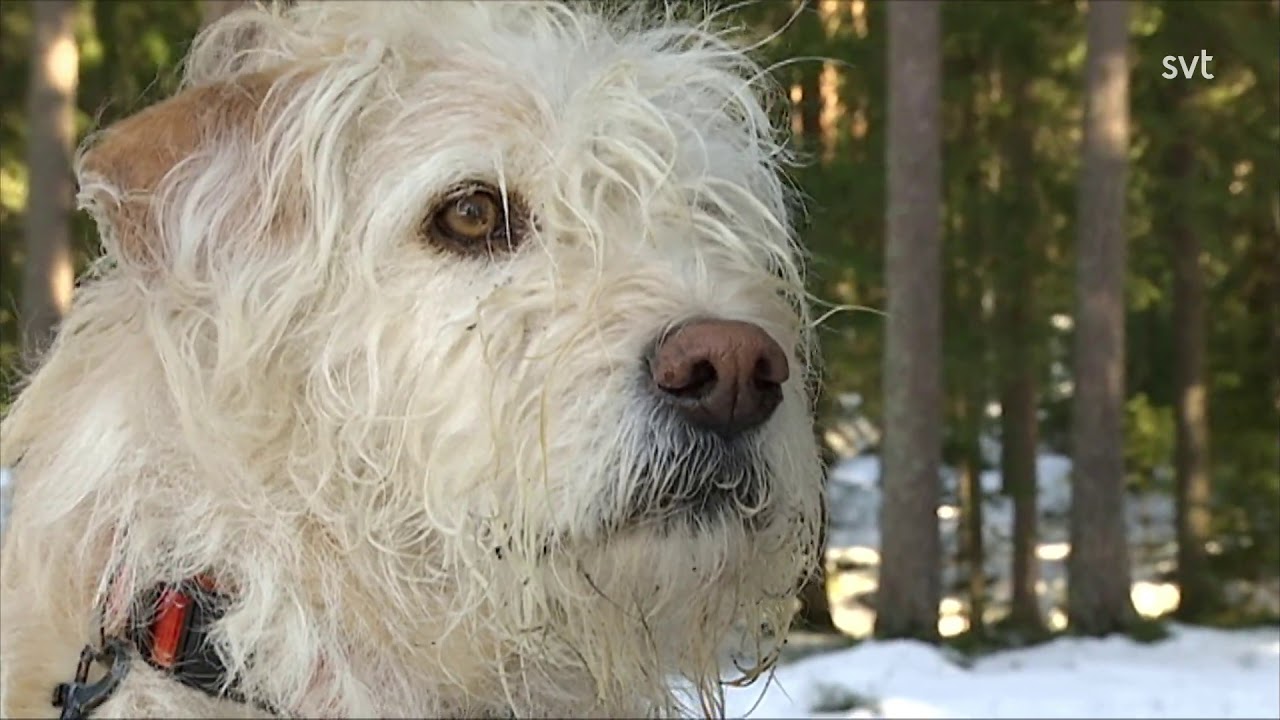 Lokala Nyheter V&auml;sternorrland - Hunden Arthur har d&ouml;tt.