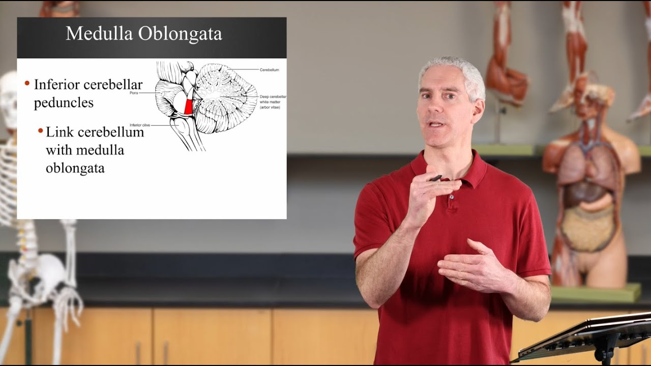 Medulla Oblongata (Ch13CNS - Slides16-24)