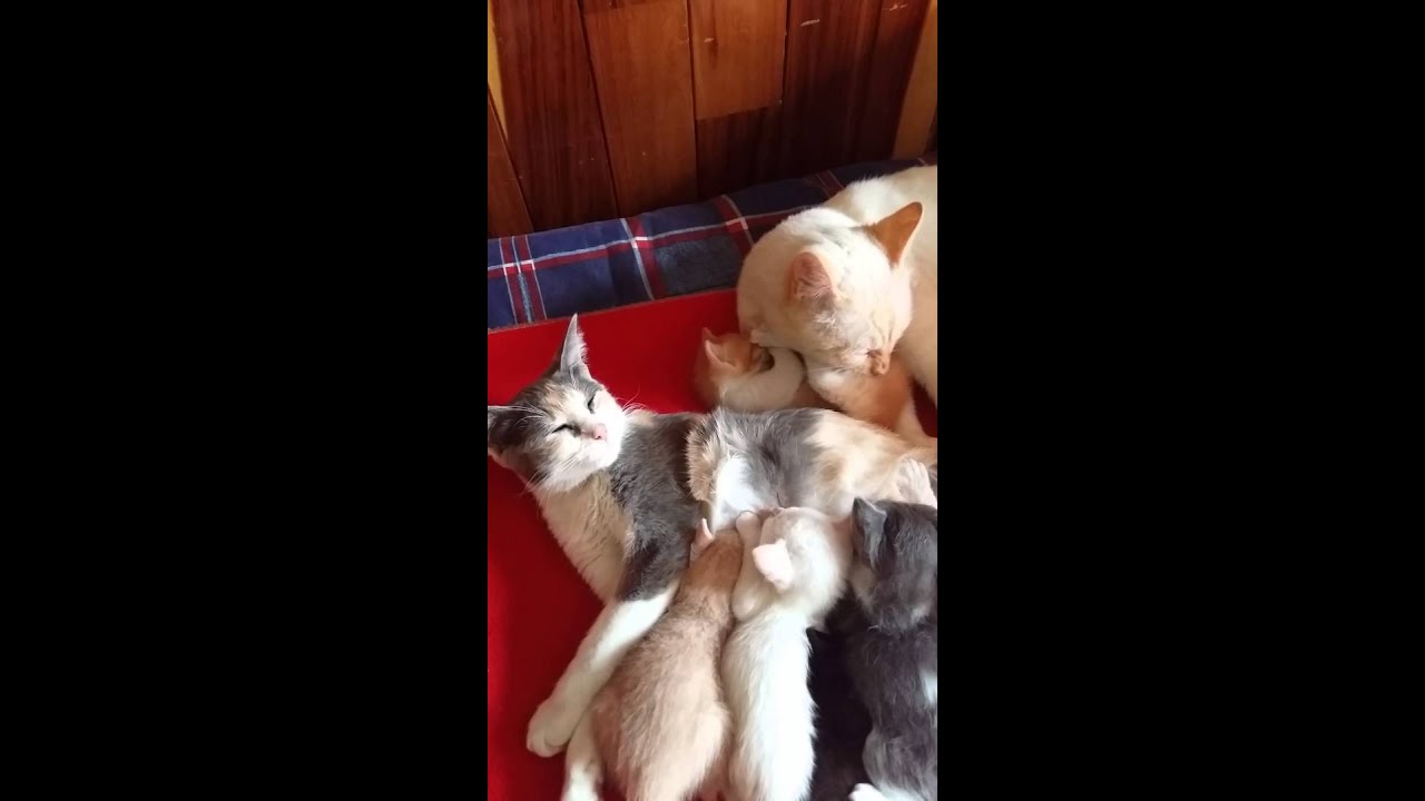 Papa gato disfruta estar con su familia