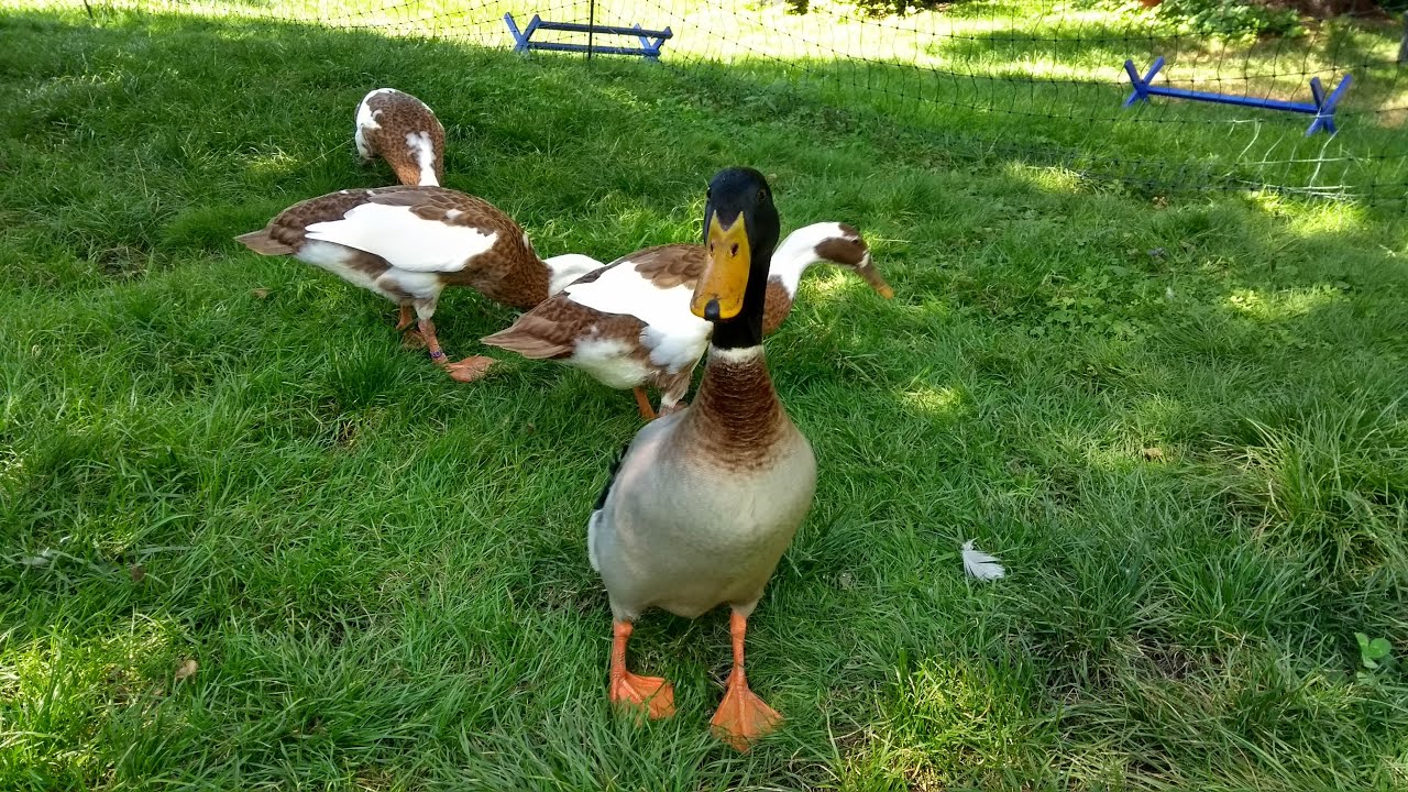 Ich bin zurück! Update Laufenten, Hühner, Zwergwachteln, Aquarium algenfrei