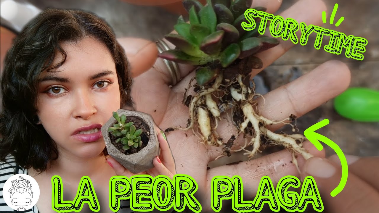 Cómo curar ELIMINAR NEMATODOS definitivamente, proceso completo/ Romualdo, una historia de éxito 🐔🌵✨