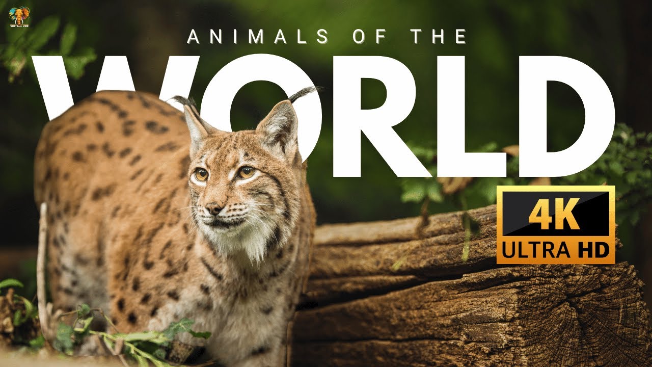 Animals of The World 4K With Names & Sounds Ultra HD