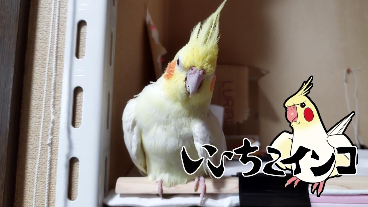 ボコボコの代わりの遊び？（真似をする時は動画説明文を最後までご覧下さい）
