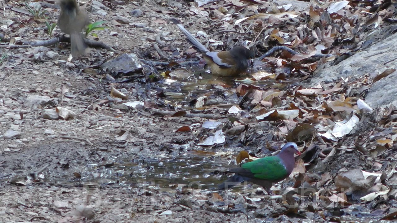 Laughingthrushes and other birds, Cambodia. 20160310_164817.m2ts