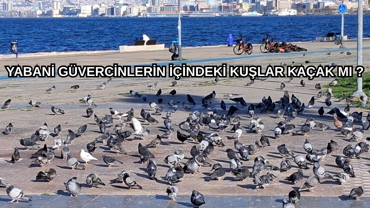 YABANİ GÜVERCİNLERİN ARASINDAKİLER KAÇAK MI ?