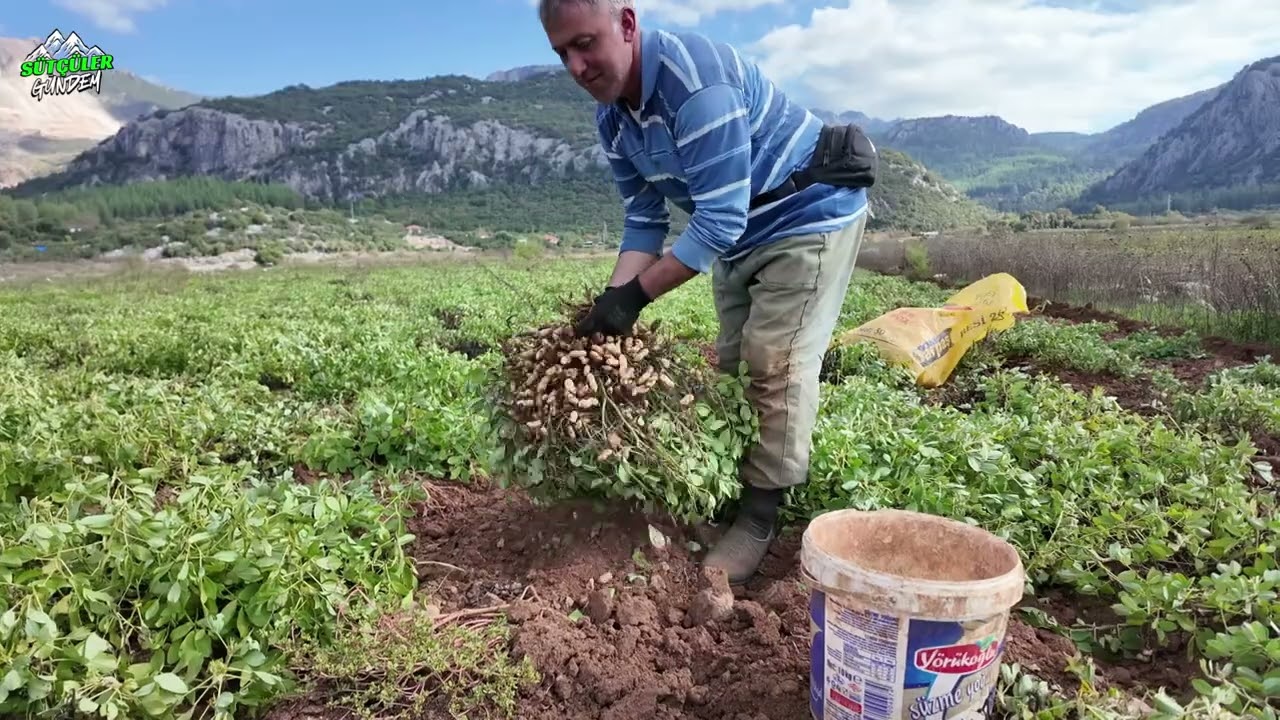 SÜTÇÜLER ÇANDIR'IN MEŞHUR YER FISTIĞI HASADI BAŞLADI
