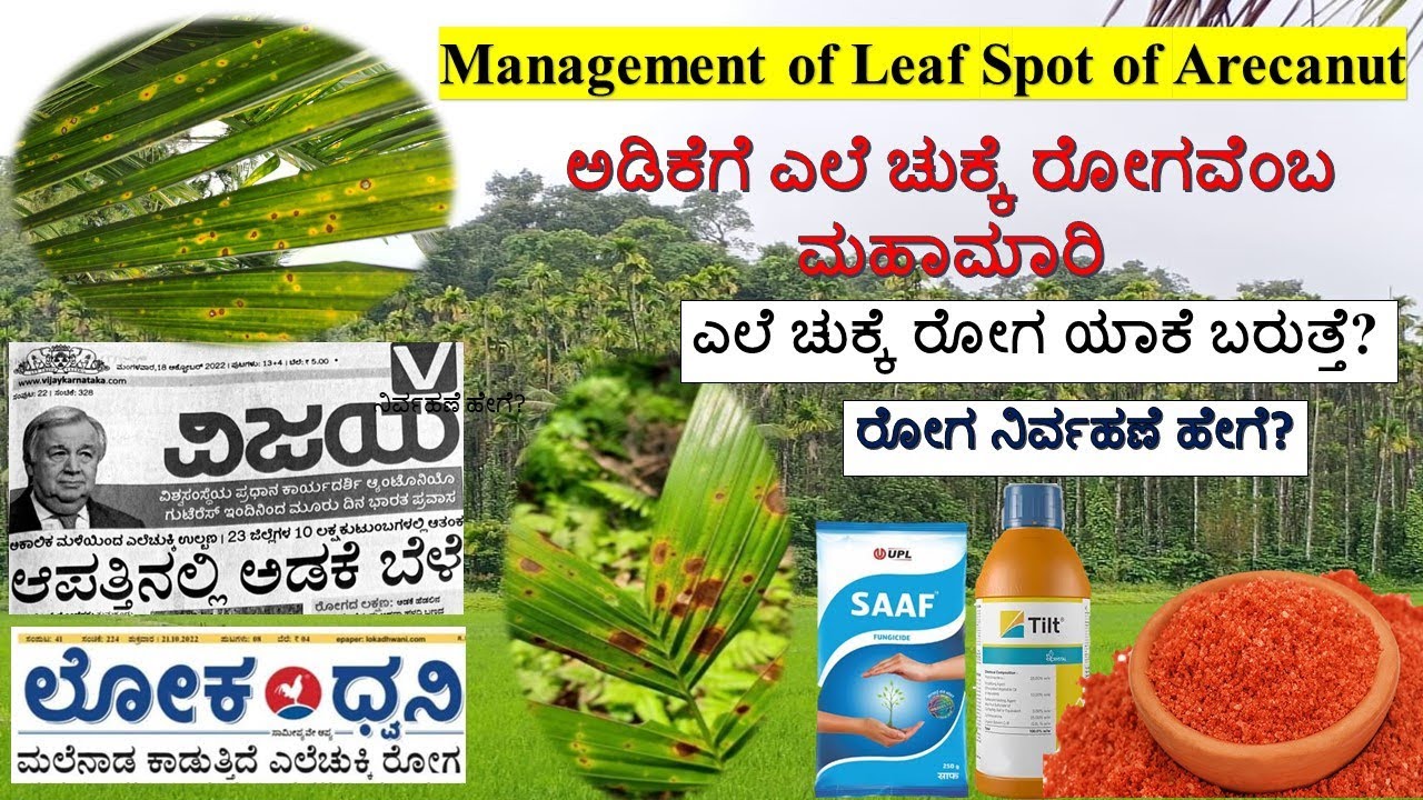 ಅಡಿಕೆಯಲ್ಲಿ ಎಲೆ ಚುಕ್ಕೆ ರೋಗದ ಸಮಗ್ರ ನಿರ್ವಹಣೆ |Arecanut Leaf Spot :Scientific information & Management