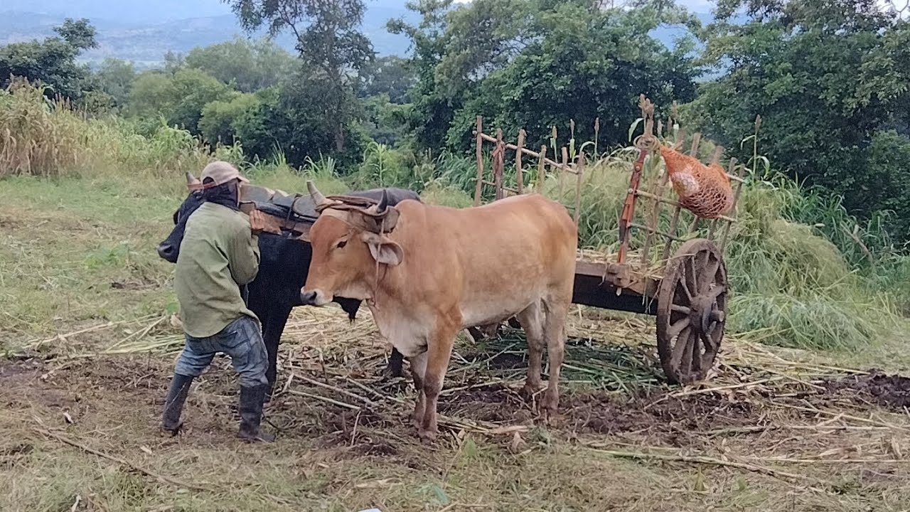 Así se trabaja con bueyes y carreta en el valle de Zapotitan El Salvador 🇸🇻